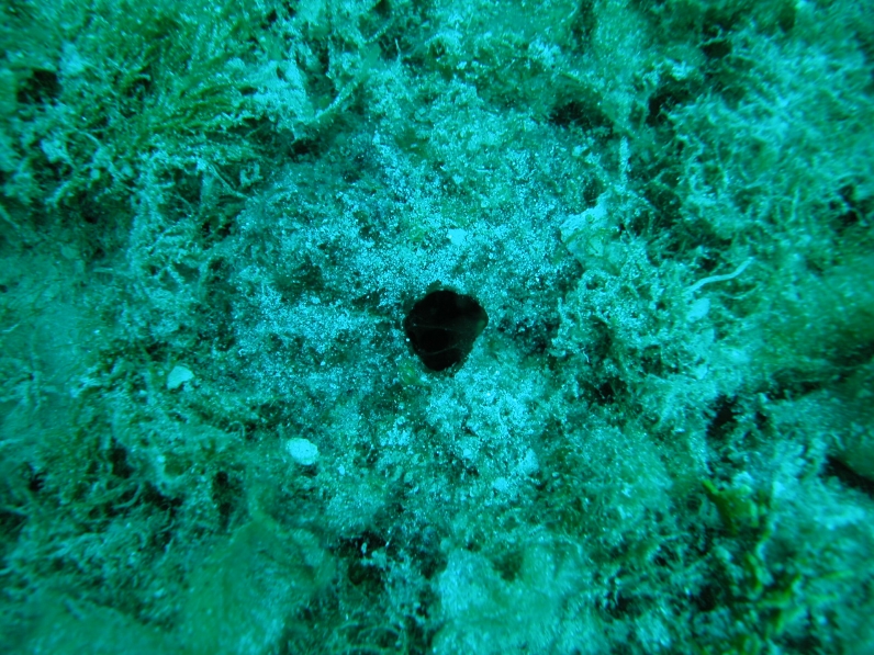 Tectitethya crypta Caribbean sea sponge