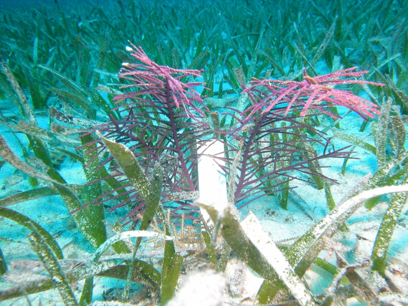 Pseudopterogorgia elisabethae Caribbean soft coral