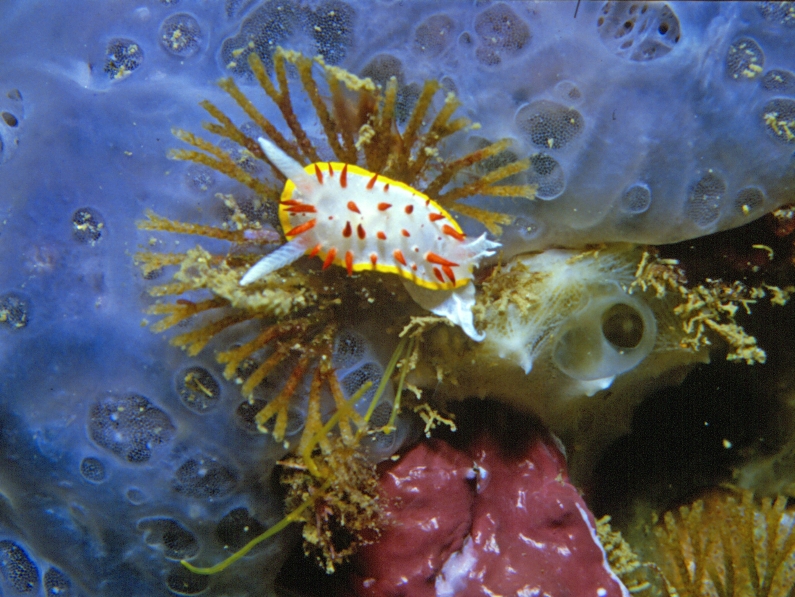 bugula neritini sea creature