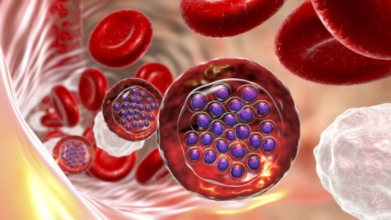 The malaria-infected red blood cells.